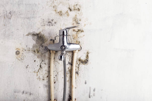 Best Mold Cleaning Services  in Old Forge, PA