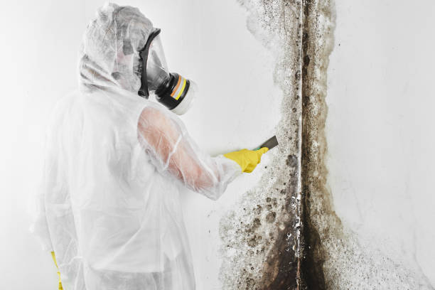 Home Mold Removal in Old Forge, PA