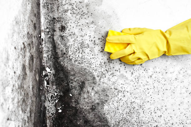 Best Office Mold Removal Services  in Old Forge, PA