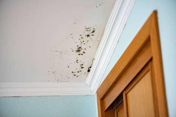 Certified Mold Removal in Old Forge, PA