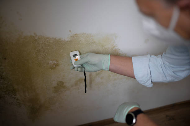 Best Emergency Mold Removal  in Old Forge, PA
