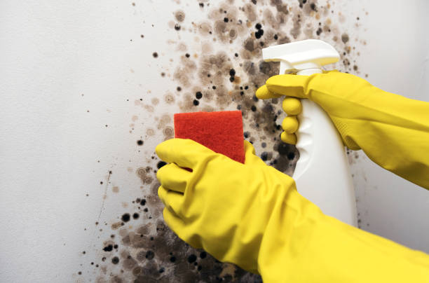 Best Home Mold Removal  in Old Forge, PA
