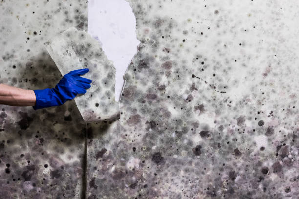 Best Home Mold Removal  in Old Forge, PA