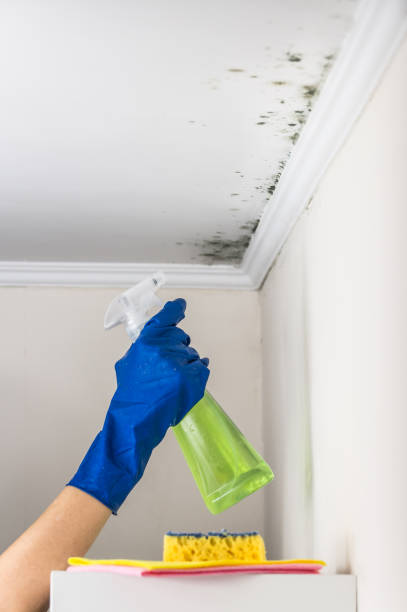 Old Forge, PA Mold Removal Company